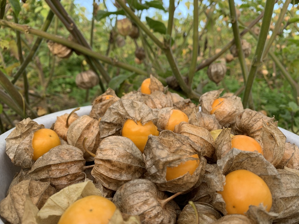 Physalis