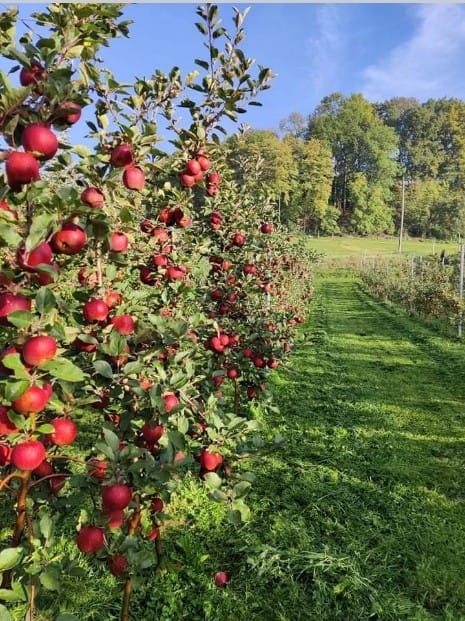 Obstbau Schneeberger "Kurzberndl"