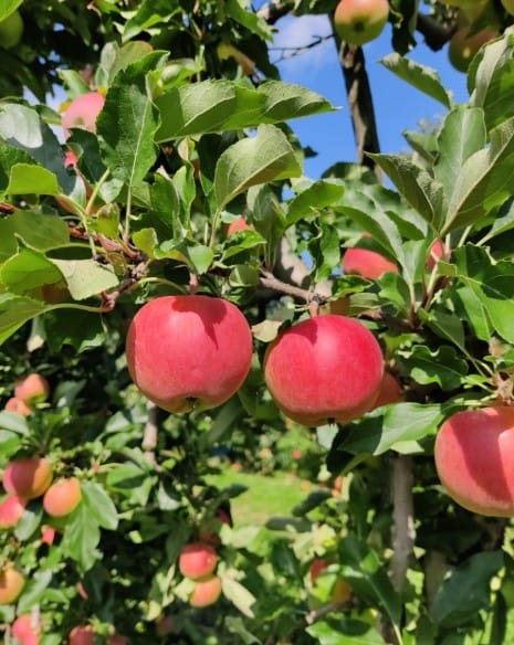 Obstbau Schneeberger "Kurzberndl"